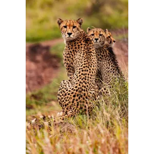 Viaggio di gruppo in Kenya - safari e mare