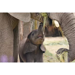Sudafrica Experience 2027 2