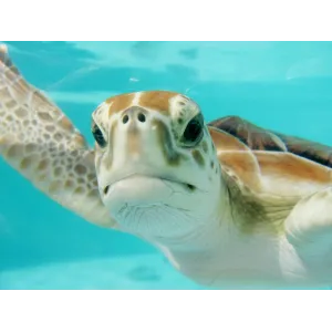 Viva Mexico by Girls on board