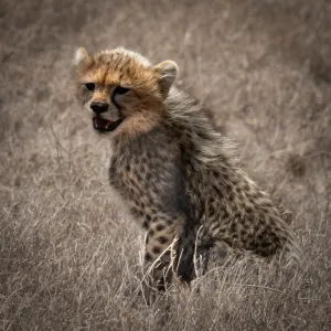 Safari Tanzania: Serengeti, Ngorongoro e Mkomazi con rinoceronti 2