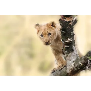 Safari Tanzania: Serengeti, Ngorongoro e Mkomazi con rinoceronti